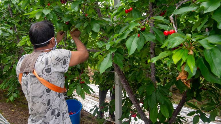 Els Sectors De La Fruita I Lametlla Estan Tocats Per Les Gelades De