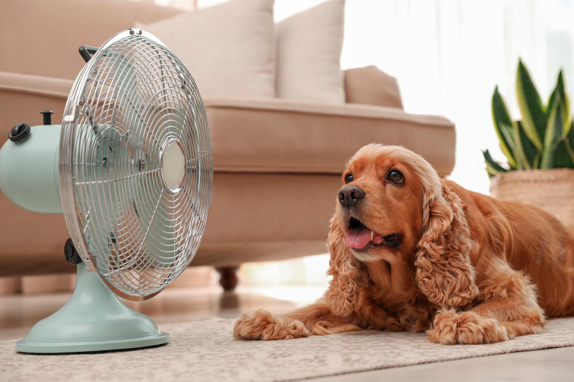 a que temperatura le gusta el agua a los perros