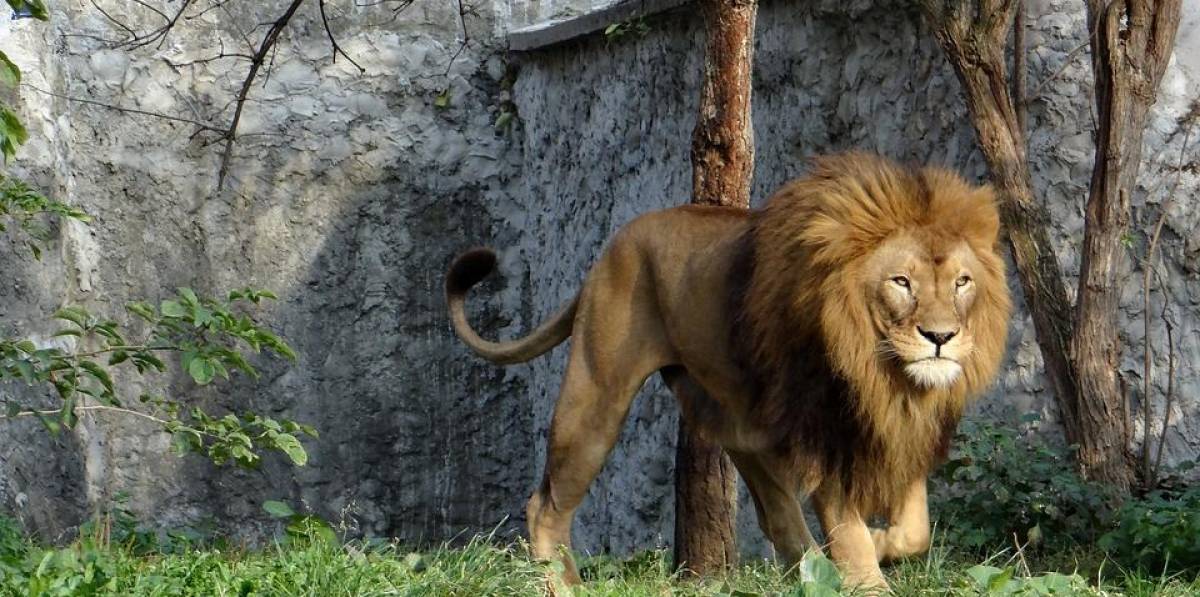 Una pareja de leones mata a un joven de 26 años que se coló en un zoológico