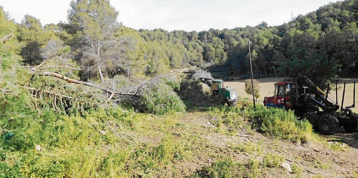 Polémica por una tala masiva de pinos en la Anella Verda