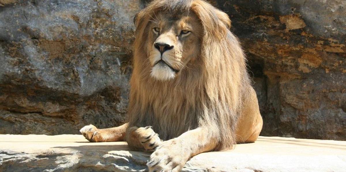 Un león mata a su dueño en un zoo privado sin permisos