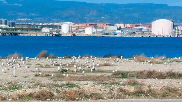 $!El Port de Tarragona recuenta casi 700 nidos de gaviota corsa