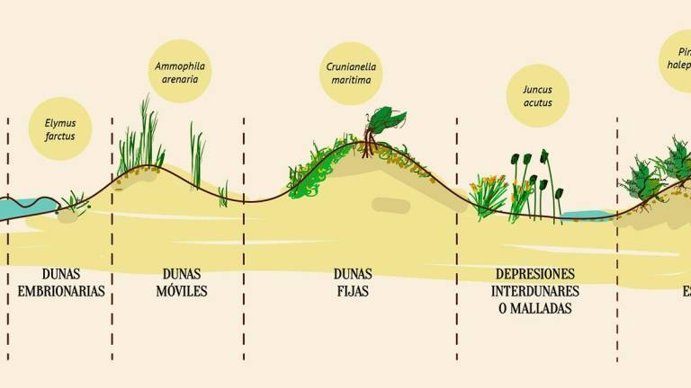 $!La consolidación de la duna va generando otros. GRAFICO: DIPUTACIO VALENCIA