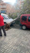 Otro árbol en el suelo en Segur de Calafell. Foto: DT