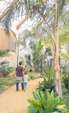 En el invernadero hay 75 especies de palmáceas y otros árboles tropicales. FOTO: Laia Díaz