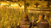 Operativo del cuerpo de Mossos d’Esquadra en Tarragona en el que se intervinieron plantaciones de marihuana. Foto: Mossos d’Esquadra