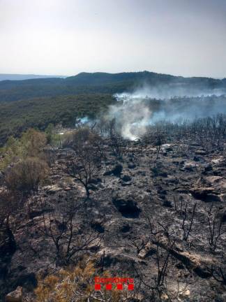 $!Zona boscosa quemada a causa del incendio. Foto: Bombers de la Generalitat