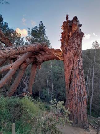 Árbol caído en L’Aleixar. Fotos: Ajuntament