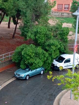 $!Un árbol caído en el barrio de Campclar de Tarragona. Foto: DT