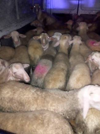 $!Los corderos ‘silenciados’ de Constantí: Mossos rescata 25 ovejas de una explotación ilegal