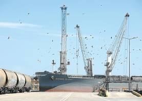 Las instalaciones del Port de Tarragona están siempre llenas de palomas. Foto: Pere Ferré/DT