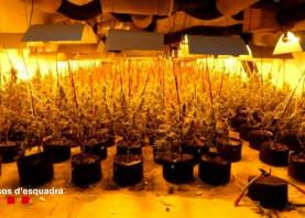 Imágen de archivo de una plantación de marihuana. Foto: Mossos d’Esquadra