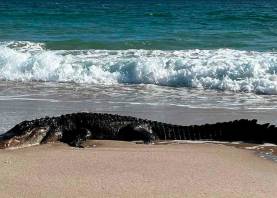 Imagen de un cocodrilo en una playa americana. Foto: DT