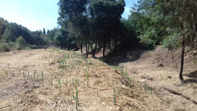 La zona saneada por parte de la Agència Catalana de l’Aigua. Foto: ACA