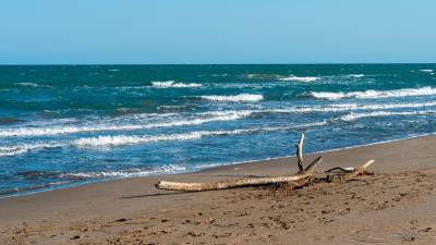 Una rama frente al mediterráneo. FOTO: santi garcía