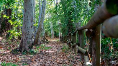 Sendero de la Albareda. FOTO: S. García