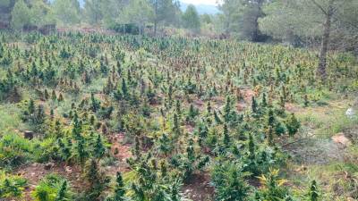 La plantación de marihuana, poco antes de que se arrancara de esta zona boscosa. Foto: CME