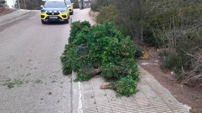 La Policía Local de Calafell ha decomisado gran cantidad de lentisco.