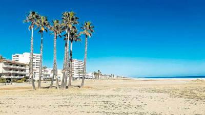 Una de las islas de palmeras en las playas de El Vendrell.