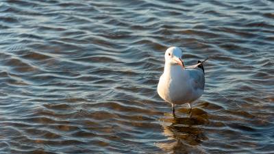 Gaviota de Audouin. FOTO: santi garcía