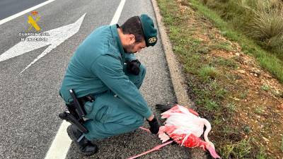 El animal fue hallado en la AP-7 en el término municipal de Freginals. Foto: Guardia Civil