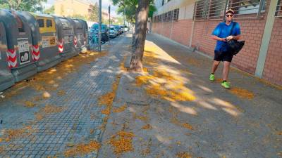 Las flores de la tipuana delante de la escuela Pax de Tarragona. Foto: J.C.