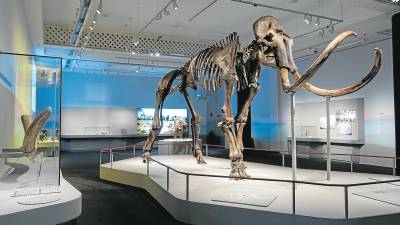 Esqueleto del impresionante mamut siberiano que protagonizará la exposición ‘Mamut. El gigante de la Edad de Hielo’. foto: © Fundació ”la Caixa”