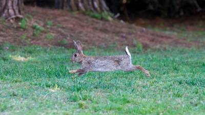 Los animales llegan a la rotonda en busca de comida. Foto: Pere Ferré