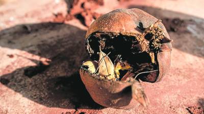 La granada es símbolo de muerte y resurrección, de sensualidad y pasión. FOTO: cedida