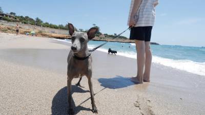 Los perros ya pueden usar la playa de El Miracle desde la pasada semana. foto: Pere Ferré