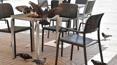 Dos palomas revolotean para subir a una mesa de la plaza de Prim donde hay una bandeja con restos de alimentos. foto: Alfredo González