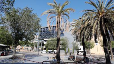 Imagen de la palmera que hoy se talará de la Plaça Alcalde Lloret, ayer ya vallada. Foto: Pere Ferré