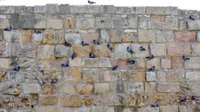 Es habitual ver cómo las palomas se instalan en los huecos de los monumentos. Por ejemplo, en las Muralles. Foto: Pere Ferré