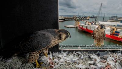 La pareja de halcones alimentando a sus crías, con las instalaciones del Port de Tarragona delante. Foto: Ferran Aguilar