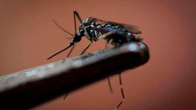 El dengue es una enfermedad vírica que en algunos casos puede ser grave. Foto: EFE