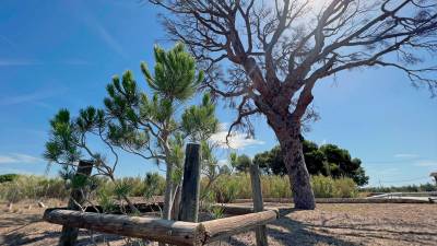 El aspecto que muestra actualmente el Pi de Bofarull, junto al pino que será su relevo. Foto: Alfredo González