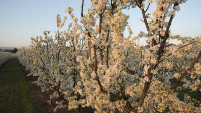 Un camp de fruiters florits, ahir a la tarda, al terme de Móra la Nova. FOTO: JOAN REVILLAS