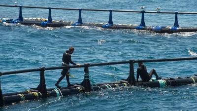 Este año ha aumentado el interés de las familias españolas que quieren conocer de cerca el mar. Foto: Joan Revillas