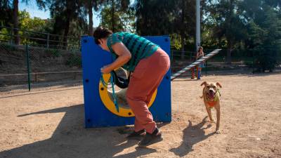 Rubi fue adoptado en el CRAAMT tras mejorar su comportamiento con una vida normal. foto: marc bosch