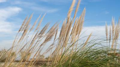 Exemplars de l’herba de la Pampa al delta de l’Ebre. Foto: Joan Revillas