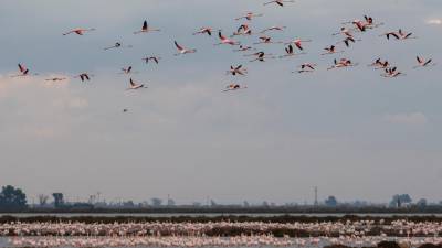 Flamencs a les antigues salines de Sant Antoni, al marde dret del Delta, aquesta setmana. foto: Joan Revillas