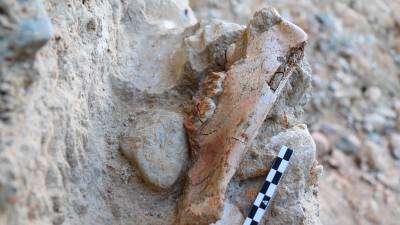 Imagen de la mandíbula de tigre de dientes de sable de hace un millón de años recuperado en el yacimiento del Barranc de la Boella. Foto: Dario Fidalgo/MNCNM