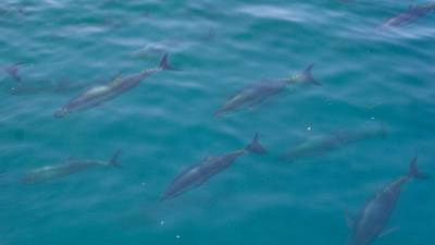 Tonyines a la costa de l’Ametlla de Mar, que ara s’empraran per a la investigació marina. foto: j. revillas