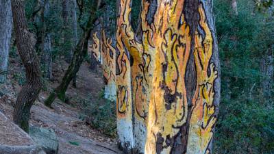 El Bosc Pintat de Poblet. FOTO: S. García