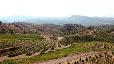 La viña y la agricultura son parte central de la economía de muchas zonas, como el Priorat. FOTO: AM/DT