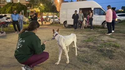 El campo de fútbol de un club de barrio de València, el Sporting Benimaclet, se ha convertido gracias a la organización de la sociedad civil en un punto donde se centraliza una primera atención y la acogida temporal de animales que se han quedado sin hogar por las inundaciones de la provincia. Foto: EFE