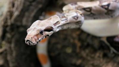 Una de las serpientes atendidas en el centro de recuperación de Calafell. FOTO: ACN