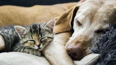 Un gato y un perro durmiendo, en una imagen de archivo. FOTO: CEDIDA