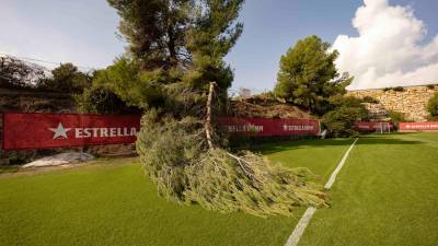 Los dos árboles del Anexo del Nou Estadi volcados sobre el césped. Foto: Àngel Ullate