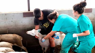 Vacunación en una explotación de Prats de Lluçanès. Foto: Mar Martí/ACN